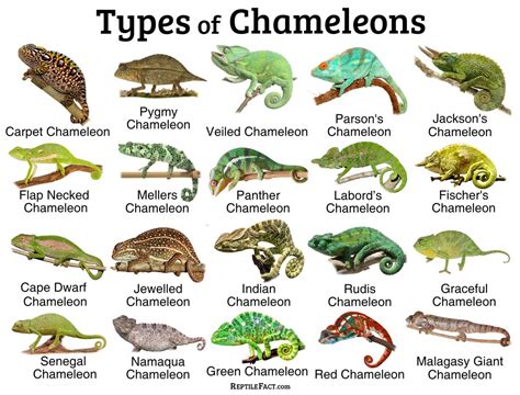 chameleon dating
